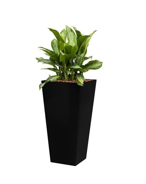 Wasserpflanze Aglaonema
