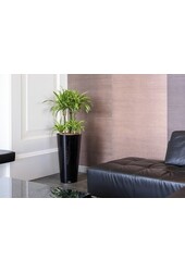 Hydro-Pflanze Dracaena in schwarzem selbstbewässernden Runner - Kopie