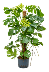Hydrokulturpflanze Monstera Deliciosa (monstera)