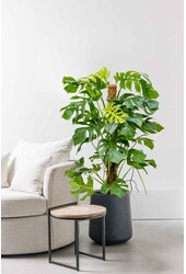 Hydrokulturpflanze Monstera Deliciosa (monstera)