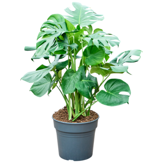 Monstera Hole Plant Bush L | Top Qualitt - www.fleurdirect.com