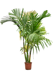 Areca Catechu