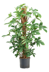 Hydroplant Philodendron Pedatum