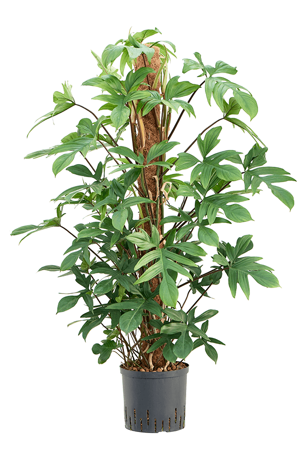 Hydroplant Philodendron Pedatum