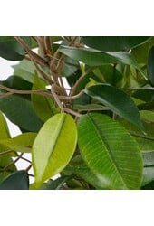 Ficus Natasja Künstliche Pflanze im Stan-Blumentopf – H40 x Ø30 cm – Grün