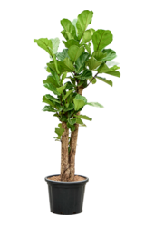 Ficus Lyrata