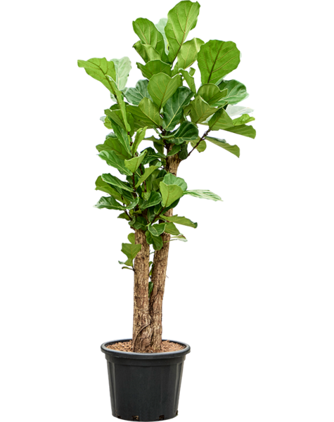Ficus