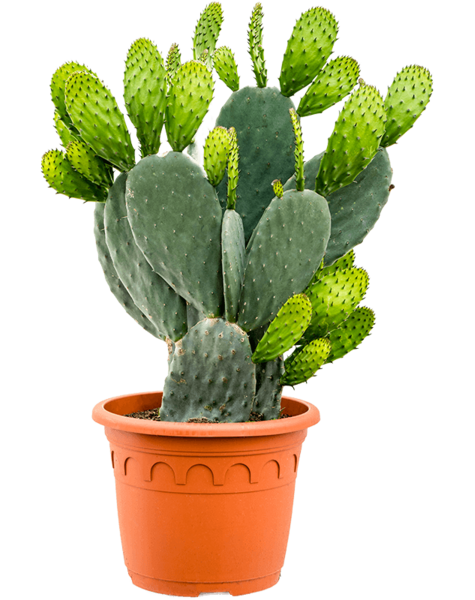 Opuntia