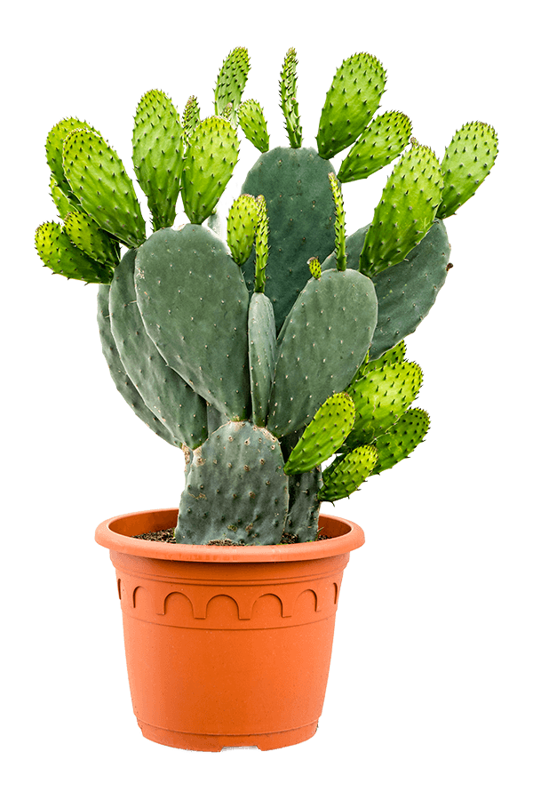 Opuntia Indica