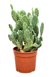 Opuntia Seminermis