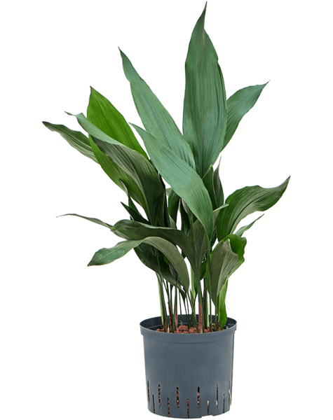 Hydroplant Aspidistra