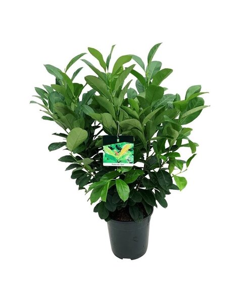 Prunus – Sonderangebot