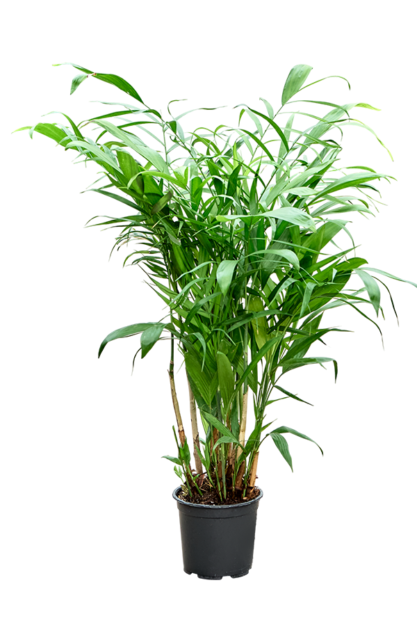 Chamaedorea Seifrizii