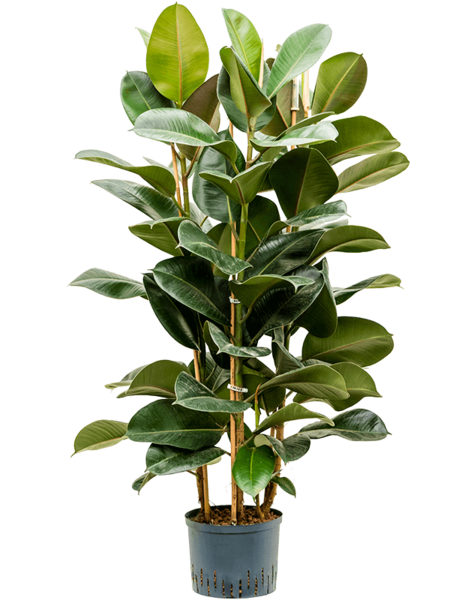 Hydroplant Ficus – Sonderangebot