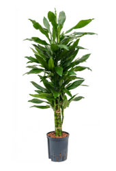 Hydroplant Dracaena Fragrans Janet Lind – Sonderangebot