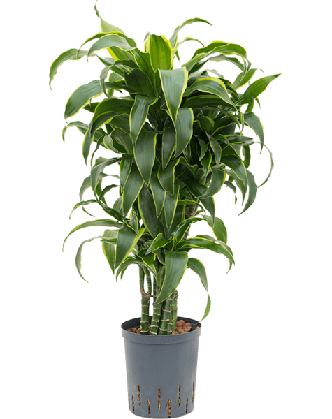Hydroplant Dracaena – Sonderangebot
