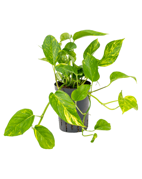 Hydroplant Scindapsus – Sonderangebot