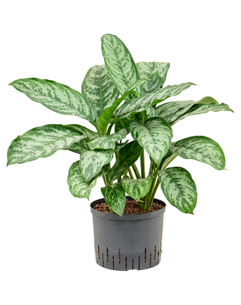 Hydroplant Aglaonema – Sonderangebot