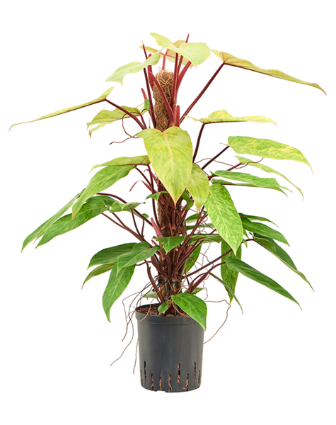 Hydroplant Philodendron – Sonderangebot