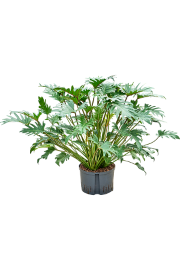 Hydroplant Philodendron Xanadu