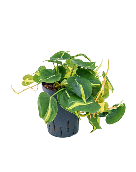 Hydroplant Philodendron – Sonderangebot