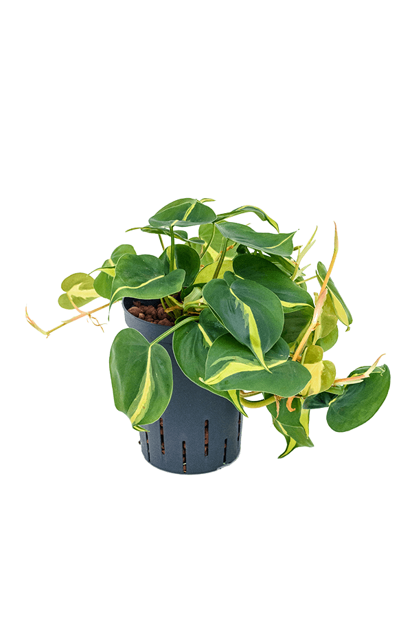 Hydroplant Philodendron Scandens Brasil – Sonderangebot