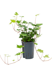 Hydroplant Hedera Algeriensis Montgomery – Sonderangebot