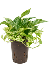 Hydroplant Scindapsus (Epipremnum) Marble Queen – Sonderangebot