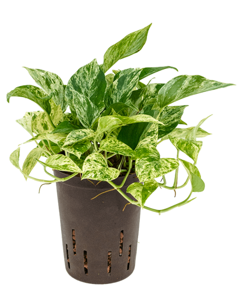 Hydroplant Scindapsus – Sonderangebot