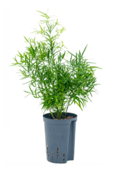 Hydroplant Asparagus falcatus – Sonderangebot