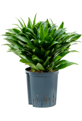Hydroplant Dracaena Fragrans Compacta – Sonderangebot