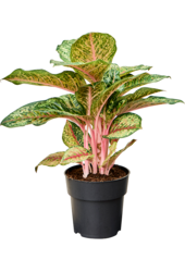 Aglaonema Carnival Queen