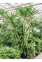 Dracaena Gymea (400-450)