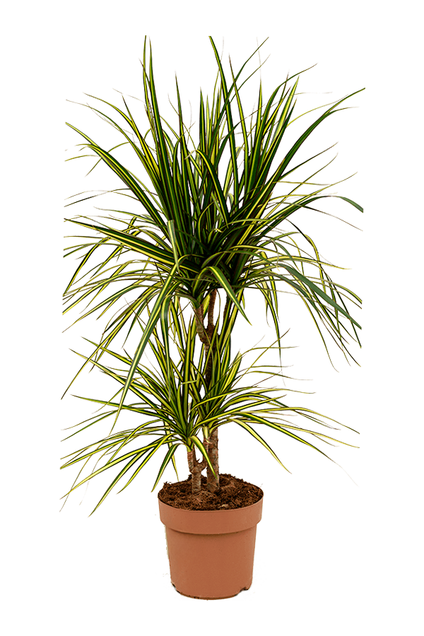 Dracaena Marginata Sunray