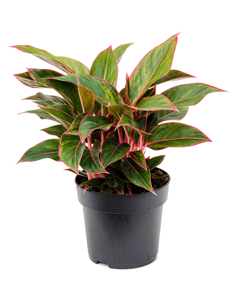 Aglaonema