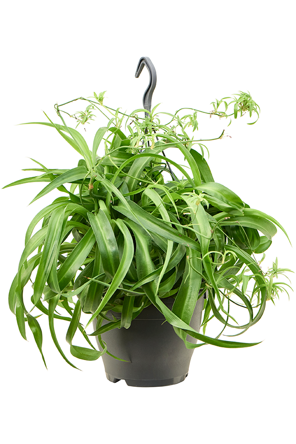 Chlorophytum Comosum Green Bonnie