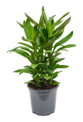 Cordyline Fruticosa Glauca