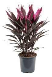 Cordyline Fruticosa Tango