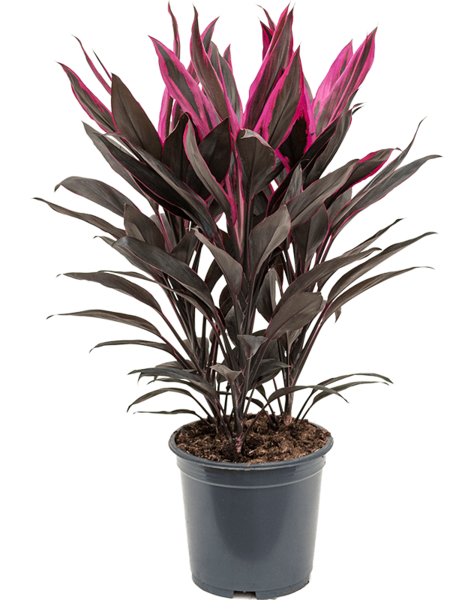 Cordyline
