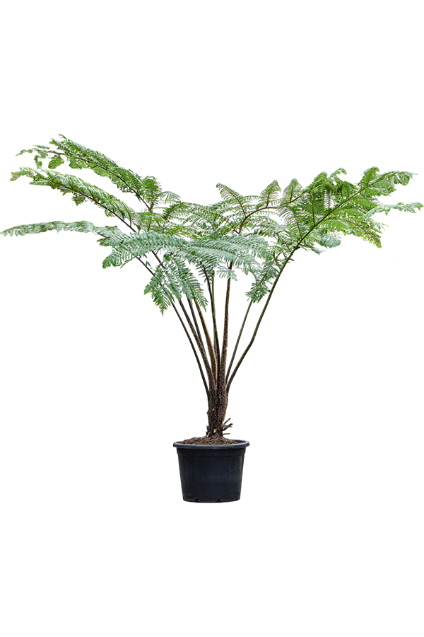 Cyathea Cooperi