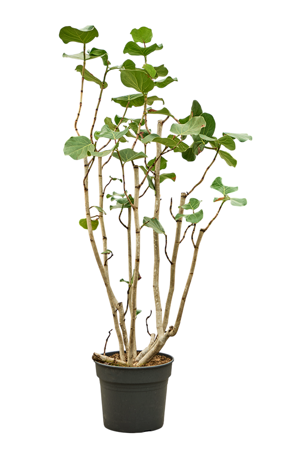 Coccoloba Uvifera (180-200)