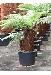 Dicksonia Antarctica