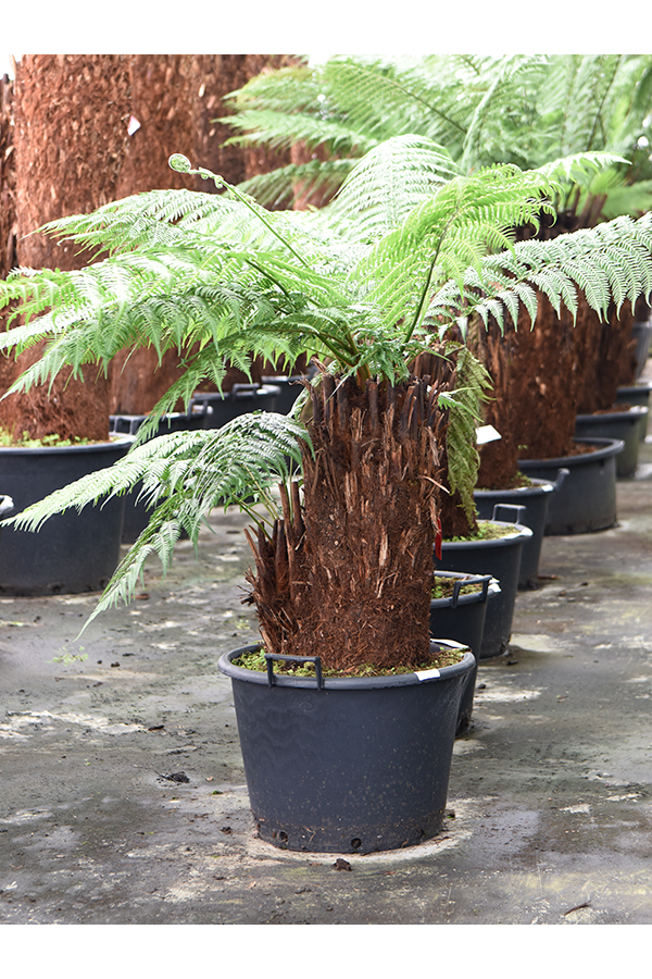 Dicksonia Antarctica