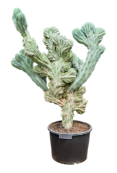 Myrtillocactus Geometrizans Cristata