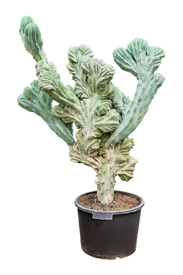 Myrtillocactus Geometrizans Cristata