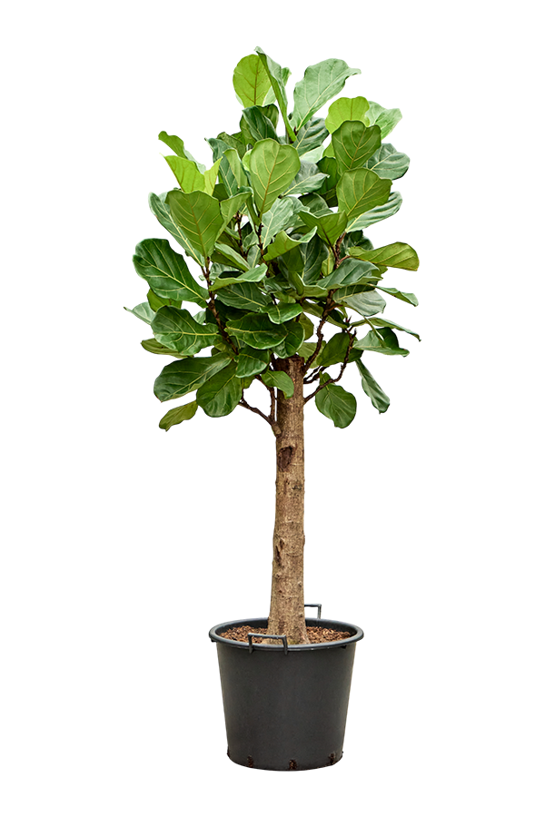 Ficus Lyrata