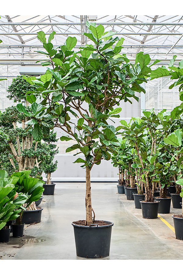 Ficus Lyrata (330/370)
