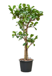 Ficus Lyrata (190-200)