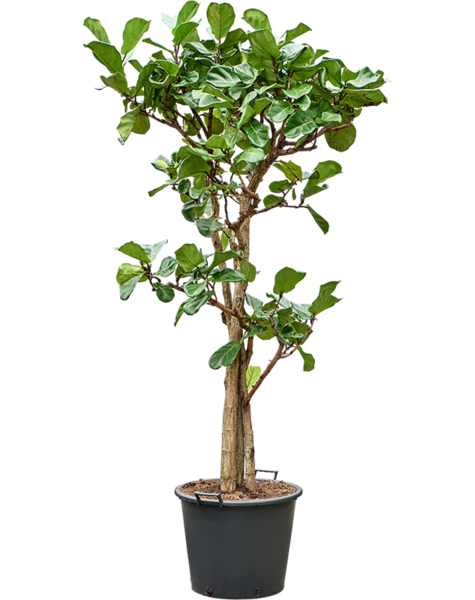 Ficus
