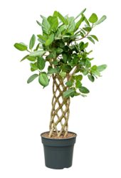 Ficus Benghalensis Audrey